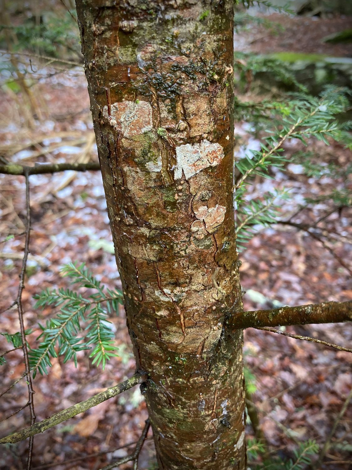 The bark of the Eastern hemlock is flaky and reddish to grayish brown on younger trees (in picture) and thick and roughly grooved on mature trees.